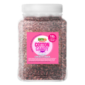 Cotton Candy Flavored Edible Crickets