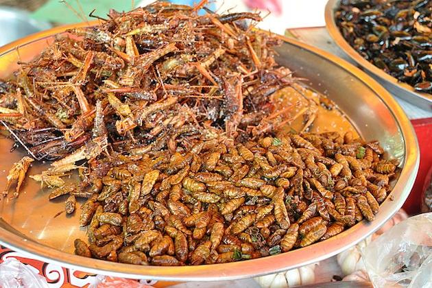 Alternative Proteins Archives Edible Insects News