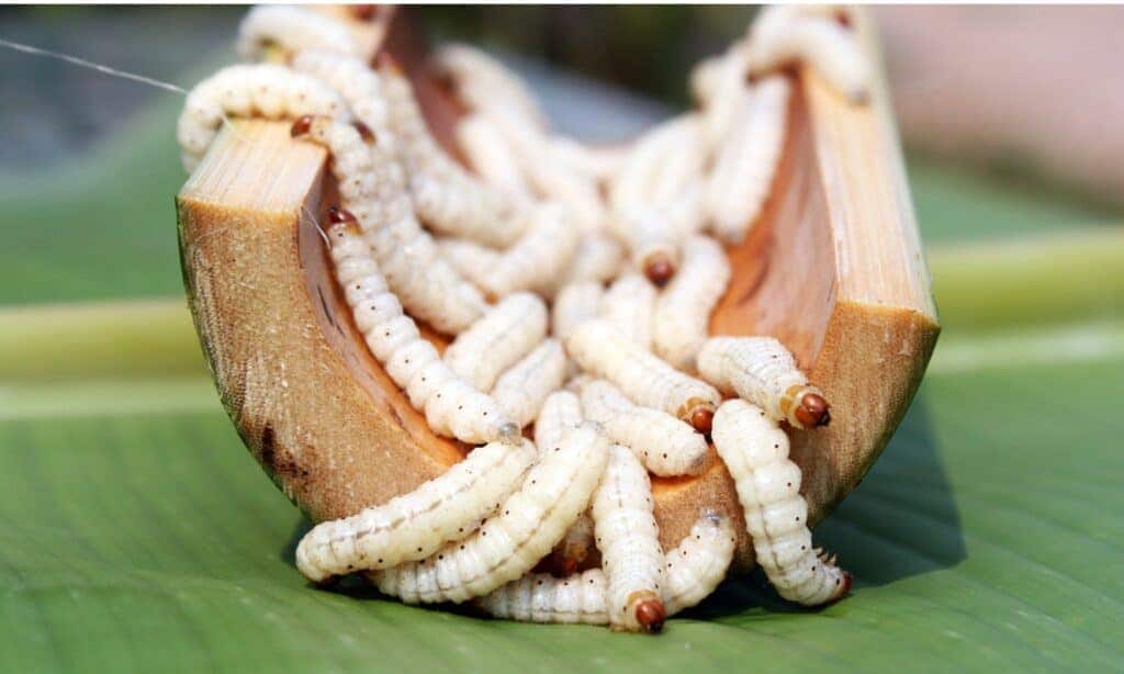 Edible insects consumed by tribes of Arunachal Pradesh - Edible Insects ...